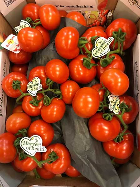 frische tomaten von becker und wermelskirchen